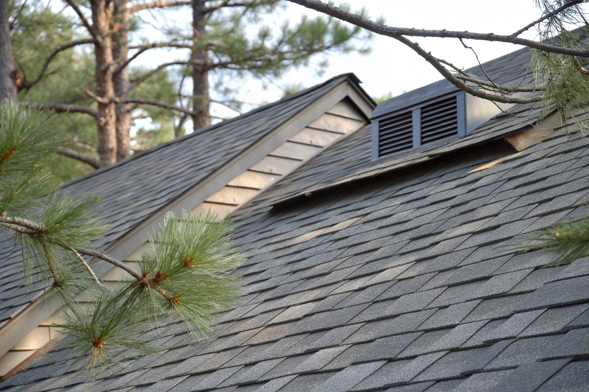 Close view of dark gray architectural shingles and a roof vent beside pine branches